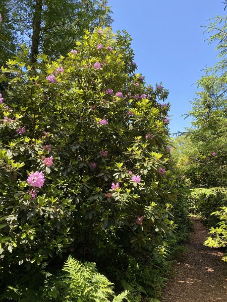 IMG_4203.jpg - Rhododendren